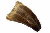 Fossil Mosasaur (Prognathodon) Tooth - Morocco #186502-1